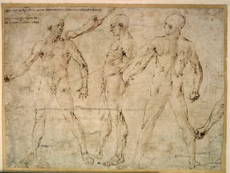 Három meztelen férfi. Antonio Pollaiuolo (Pollaiolo) (1432-1498) rajza
