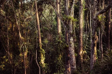 Rain Forest IV, 2021 (fotó)