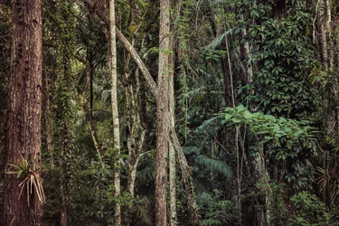 Rain Forest V, 2021 (digitális fénykép)