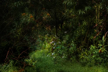 Trails, 2015 (digitális fénykép)
