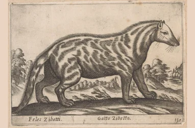 Civetkat Feles Zibetti / Cat Civet (cím a tárgyon) Dieren en fabelwezens (sorozat címe) Nova gyűjtemény a világ legkíváncsibb állataiból (sorozat címe)