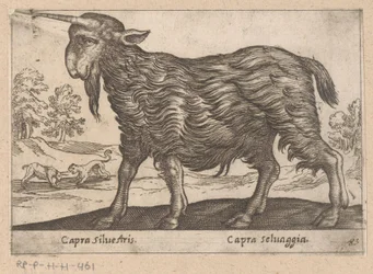 Egy szarvú kecske Capra Silvestris/ Capra Selvaggia (cím a tárgyon) Dieren en fablewezens (sorozat címe) A világ legkíváncsibb állatainak új gyűjteménye (sorozat címe)