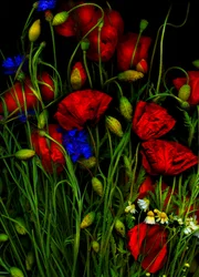 Artfloral mák 1