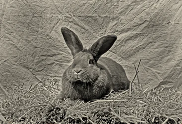 Viszlát Durer