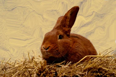 Hare