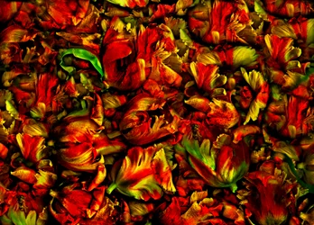 tulipánágyás
