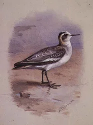 A Grey Phalarope (akvarell)