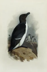 Egy Razorbill