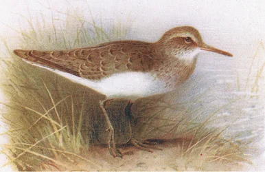 Common Sandpiper, a Brit-szigetek madaraiból és tojásaikból, kiadó: Frederick Warne & Co Ltd, 1958