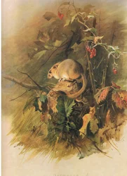Dormouse, a Thorburns Mammalsból, a Longmans and Co. kiadásában, c. 1920
