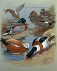 Tőkés réce, Gadwell, Ruddy Shelduck (akvarell)