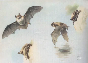 Natterers Bat és Daubentons Bat, a Thorburns Mammalsból, amelyet a Longmans and Co adott ki, c. 1920