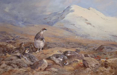 A Ptarmigan földön (akvarell)