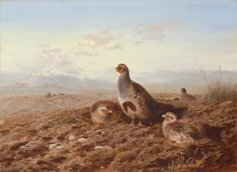 Partridges a tarló között