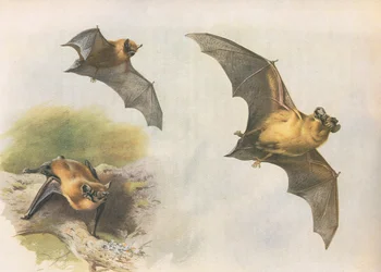 Pipistrelle vagy Common Bat, a Thorburns Mammalsból, amelyet a Longmans and Co adott ki, c. 1920