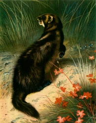 „Polecat”, c1905, 1943.