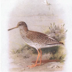 Redshank, a Birds of the British Isles and Their Eggsből, a Frederick Warne & Co Ltd, 1958