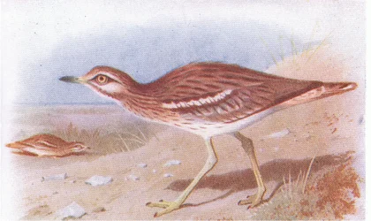 Stone Curlew, a Brit-szigetek madaraiból és tojásaikból, kiadó: Frederick Warne & Co Ltd, 1958
