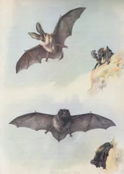 A Barbastelle