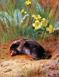 A közönséges vakond