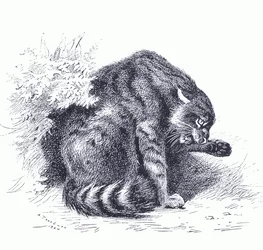 Vadmacska, a Longmans and Co által kiadott Thorburn