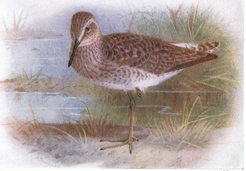 Wood Sandpiper, a Brit-szigetek madaraiból és tojásaikból, kiadó: Frederick Warne & Co Ltd, 1958