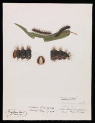 Hernyó, Epicoma szomorú, Teara szomorú