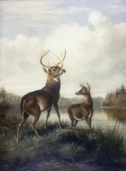 Buck és Doe