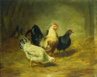 Baromfitakarmányozás
