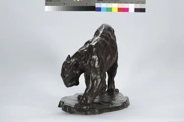 Nagy Puma Smeling Ox Track