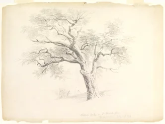 The Chestnut Oak a Hosack Estate-en, Hyde Park, New York, öt figurával és egy művész vázlattal, 1838 (grafit papíron)