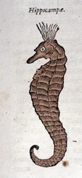 Csikóhal ábrázolása. Metszet Athanasius Kircher (1601-1680) jezsuita, orientalista és tudós művéből.