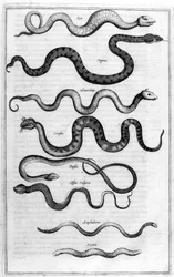Kígyók, 1675.