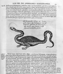 Kis sárkány, 1678