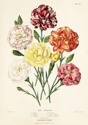 Fa szegfűfajták, Dianthus caryophyllus: Ariadne 1, Beauty 2, Garibaldi 3, Perfection 4, Queen of Whites 5, Queen of Yellows 6