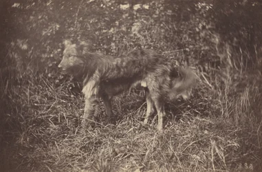 Tanulmány egy kutyáról, 1870-es évek vége.