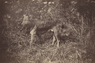 Tanulmány egy kutyáról,1870-es évek vége (fotó)