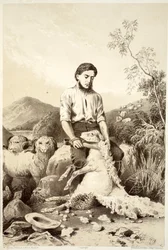 Birkanyírás, David Blair, McGrady, Thomson és Niven The History of Australasia című művéből, 1879