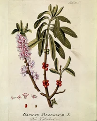 Botanikai: "Bois-joli" (Bois joli) (vagy Bois-gentil, Bois gentile) (Daphne mezereum) Joseph Jacobi Plenck (1735-1807) "Medicinalium secundum Linnaei digestarum"-ból húzott deszka (1735-1807) 1788-1803 Magángyűjtemény