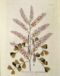 Botanikai: "Campeche" (Haematoxylon campechianus) "Medicinalium secundum Linnaei digestarum"-ból készült deszka, Joseph Jacob Plenck (1735-1807) 1788-1803 Magángyűjtemény