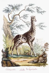 Zsiráf, 1794
