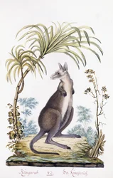 Kenguru, 1794