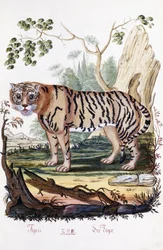 Tigris, 1794