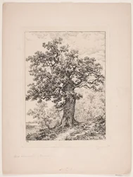 Niels Ebbesen tölgye. Gyllingnæs erdő
