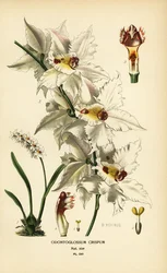 Oncidium alexandrae orchidea, Odontoglossum crispum. Kromolitográfia B. Herincq illusztrációjáról, Edward Step: Favourite Flowers of Garden and Greenhouse, Frederick Warne, London.