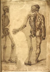Add. 5259, f.19, Emberi csontváz és félalak, „M. Joubert, Dr G. Cockburn, M. Le Blond, Baccio Bandinelli, Michelangelo Buonarroti, Augustine Carate és William Cowper úr színes és krétával készült, férfiakat és állatokat ábrázoló különféle anatómiai