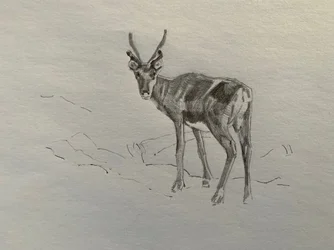 Rénszarvas, 2019