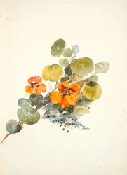 Nasturtium (akvarell szőtt papíron)
