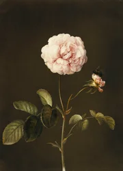 Gallica rózsa darázssal,