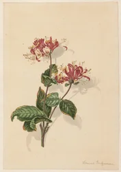 Vadon élő lonc ága (Lonicera periclymenum)